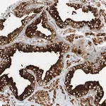 Merck Anti-LYRM9 antibody produced in rabbit