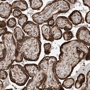 Merck Anti-RPAIN antibody produced in rabbit