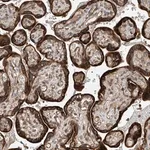Merck Anti-RPAIN antibody produced in rabbit