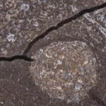 Merck Anti-CEP295NL antibody produced in rabbit