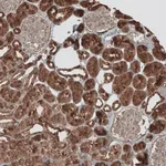 Merck Anti-GREB1 antibody produced in rabbit