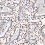 Merck Anti-FAM185A antibody produced in rabbit
