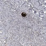 Merck Anti-SMS antibody produced in rabbit