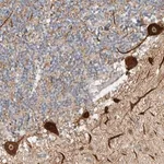 Merck Anti-CEP295NL antibody produced in rabbit