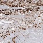 Merck Anti-PGBD2 antibody produced in rabbit