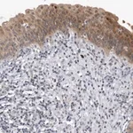 Merck Anti-PGBD2 antibody produced in rabbit