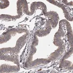 Merck Anti-PNRC1 antibody produced in rabbit
