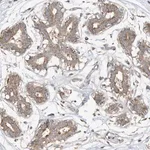Merck Anti-CAGE1 antibody produced in rabbit