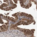 Merck Anti-PMVK antibody produced in rabbit