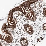 Merck Anti-RUSC1 antibody produced in rabbit