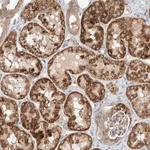 Merck Anti-RUSC1 antibody produced in rabbit