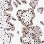 Merck Anti-SASH1 antibody produced in rabbit