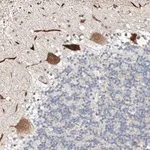 Merck Anti-STARD9 antibody produced in rabbit