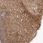 Merck Anti-TEX13B antibody produced in rabbit