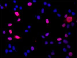 Merck Anti-DGCR8 (N-terminal) antibody produced in rabbit