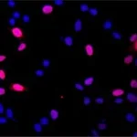 Merck Anti-DGCR8 (N-terminal) antibody produced in rabbit