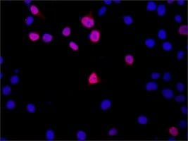 Merck Anti-DGCR8 (C-terminal) antibody produced in rabbit