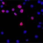 Merck Anti-DGCR8 (C-terminal) antibody produced in rabbit