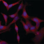 Merck Anti-VAC14 (C-terminal) antibody produced in rabbit