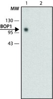 Merck Monoclonal Anti-BOP1 antibody produced in rat