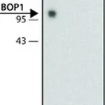 Merck Monoclonal Anti-BOP1 antibody produced in rat