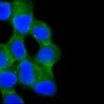 Merck Anti-Rab13 (C-terminal) antibody produced in rabbit