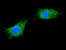Merck Anti-XTP3-B antibody produced in rabbit