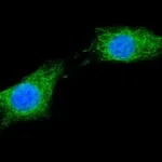 Merck Anti-XTP3-B antibody produced in rabbit