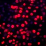 Merck Anti-BMI1 (C-terminal) antibody produced in rabbit