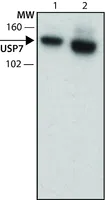 Merck Anti-USP7 antibody, Rat monoclonal