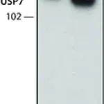Merck Anti-USP7 antibody, Rat monoclonal