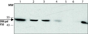 Merck Anti-DNA polymerase δ p50 antibody, Rat monoclonal