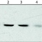 Merck Anti-DNA polymerase δ p50 antibody, Rat monoclonal