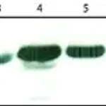 Merck Anti-TES antibody ,Mouse monoclonal