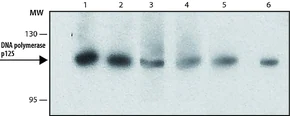 Merck Anti-DNA polymerase δ p125 antibody, Rat monoclonal