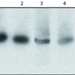 Merck Anti-DNA polymerase δ p125 antibody, Rat monoclonal