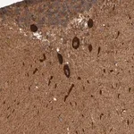 Merck Anti-SYNRG antibody produced in rabbit