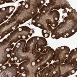 Merck Anti-B3GNTL1 antibody produced in rabbit