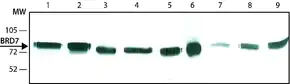 Merck Anti-BRD7 antibody, Rat monoclonal