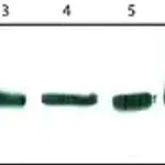 Merck Anti-BRD7 antibody, Rat monoclonal