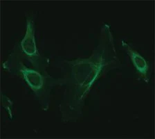 Merck Anti-NUCB2 (C-terminal) antibody produced in rabbit