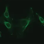 Merck Anti-NUCB2 (C-terminal) antibody produced in rabbit