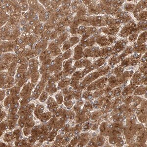 Merck Anti-ZNF160 antibody produced in rabbit