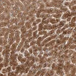 Merck Anti-ZNF160 antibody produced in rabbit