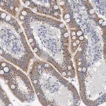 Merck Anti-ZC3H3 antibody produced in rabbit