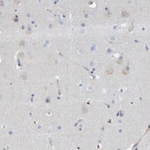 Merck Anti-MMP16 antibody produced in rabbit