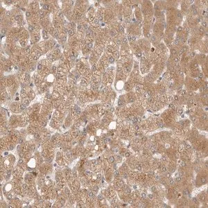 Merck Anti-GNE antibody produced in rabbit