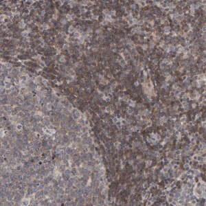 Merck Anti-TEFM antibody produced in rabbit