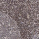 Merck Anti-TEFM antibody produced in rabbit