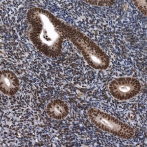 Merck Anti-SENP7 antibody produced in rabbit